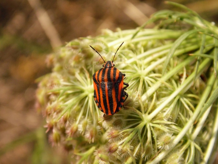 Pentatomidae: Graphosoma lineatum italicum (Lombardia)